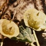 Malvella leprosa Fruit