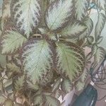 Episcia cupreata Leaf