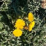 Sonchus asperFlower