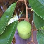 Chrysophyllum cainito Fruto