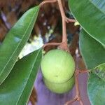 Chrysophyllum cainito Fruit