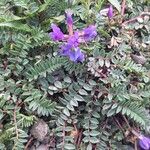 Oxytropis jacquinii Flor