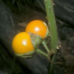 Solanum leucopogon Fruto