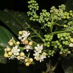 Ocotea dendrodaphne Blomma