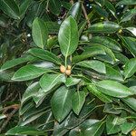Ficus altissima 葉