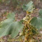 Cuscuta scandens Altro