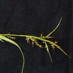 Carex filicina Habitat