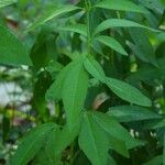 Coreopsis tripteris Leaf