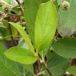 Aronia arbutifolia Feuille