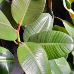 Ficus elastica Folha