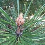 Pinus leucodermis Blüte