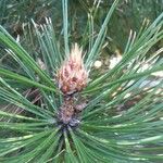Pinus leucodermis Fula