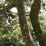 Diospyros whyteana Corteza