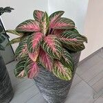 Aglaonema commutatum Foglia