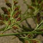 Asplenium cuneifolium Feuille