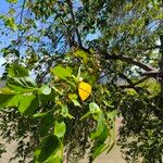 Cordia myxa Owoc