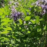 Campanula lactiflora Natur