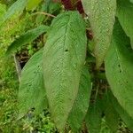 Amaranthus caudatus Листок