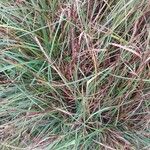 Carex flacca Blatt