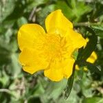 Ranunculus macrophyllus Flower