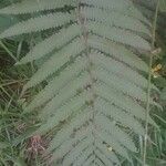 Dryopteris fragrans 葉