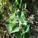 Physalis pubescens Blatt