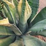 Agave shaferi Blad