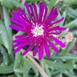 Delosperma cooperi Květ