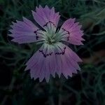 Dianthus seguieri Kvet