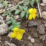 Portulaca quadrifida Flower