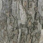 Corylus colurna 树皮