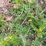 Lepidium didymum 葉
