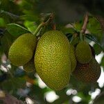 Artocarpus heterophyllus Плод