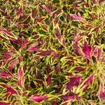 Coleus decurrens برگ