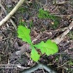 Quercus macrocarpa Folha