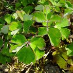 Aquilegia vulgaris Leaf