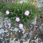 Dianthus subacaulis Habitus