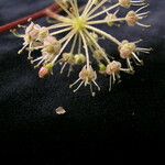 Aralia cachemirica Цвят