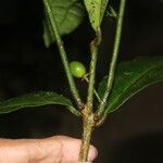 Mollinedia viridiflora