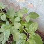 Capsicum pubescens Leaf