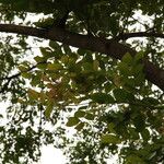 Albizia zygia Hoja