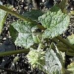 Salvia verticillata Leaf