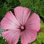 Malva trimestris Blomma