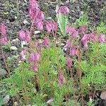 Dicentra eximia Habitus