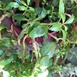 Kalanchoe miniata Blatt