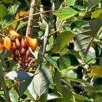 Erythrina fusca Квітка