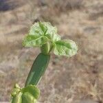 Cissus quadrangularis Feuille