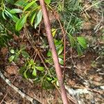 Salix acutifolia Corteza