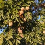 Khaya senegalensis Fruit