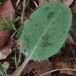 Hieracium glaucinum Leaf